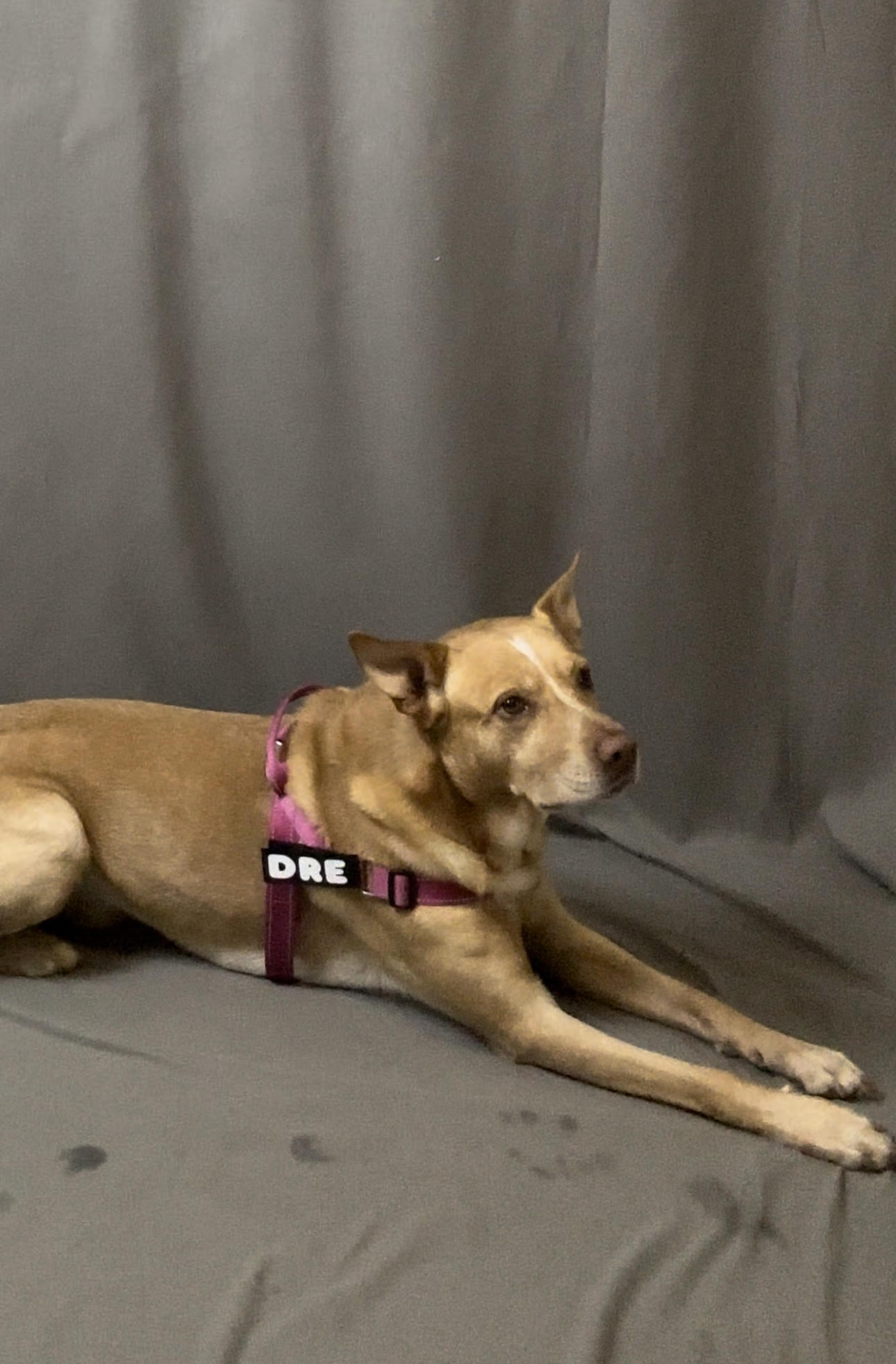 Pink Harness