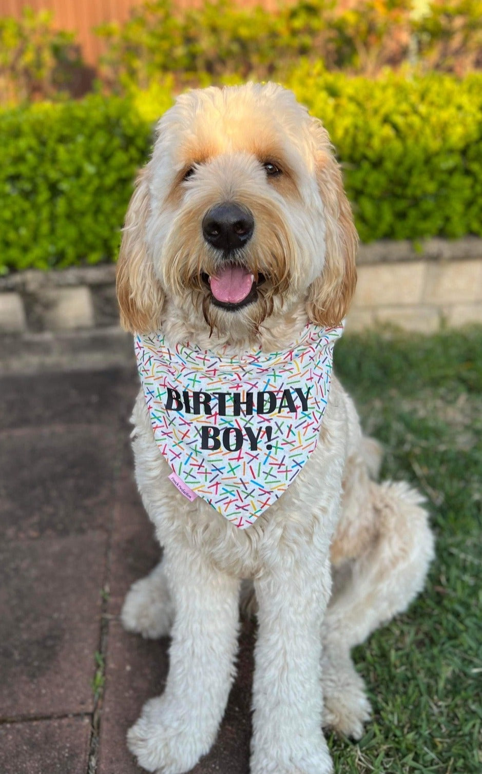 BIRTHDAY BANDANA!
