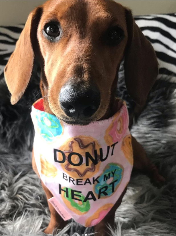 Donut Break My Heart Valentines Dog Bandana